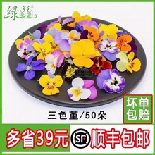 新鲜三色堇 花角堇 50朵 酒店西餐摆盘装饰 冷菜点缀花草合集