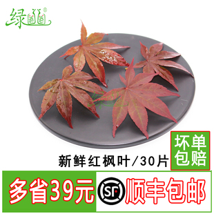 新鲜枫叶 红枫叶 日料西餐饮摆盘装饰花草点缀鲜花草