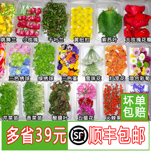 餐厅摆盘装饰花草新鲜采摘树叶
