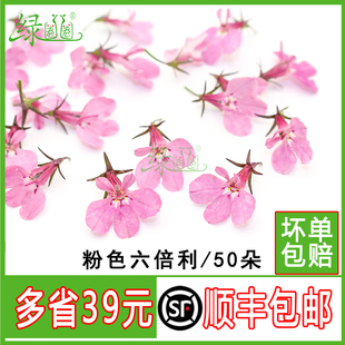 新鲜粉色半边莲六倍利西餐厅冷盘摆盘花草烘焙糕点法式西点装饰花