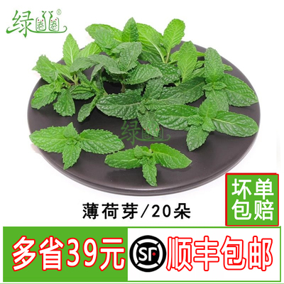 新鲜薄荷芽头薄荷尖装饰点缀