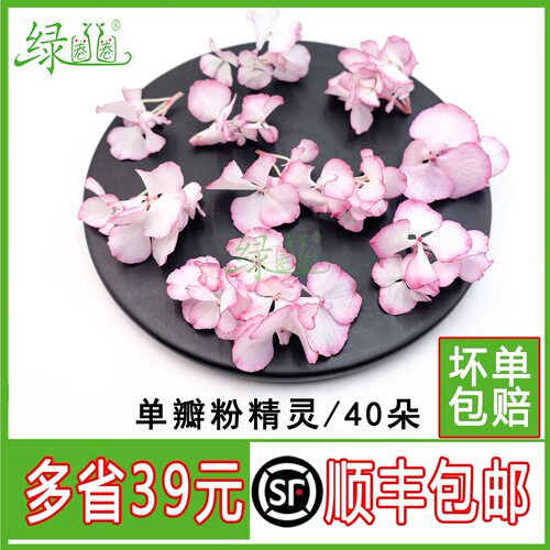 新鲜单瓣粉精灵粉边绣球