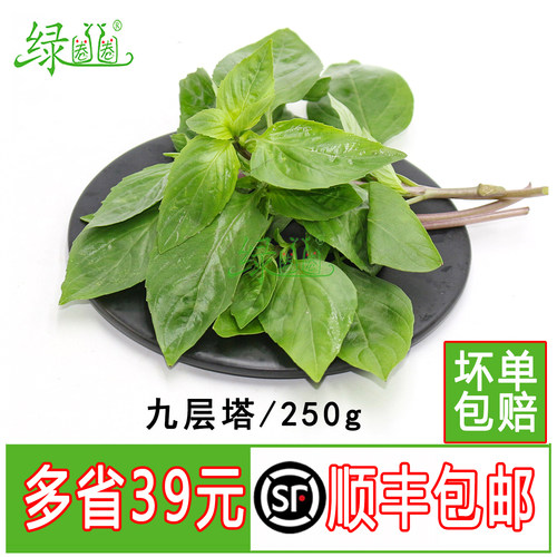 新鲜九层塔新鲜香料金不换