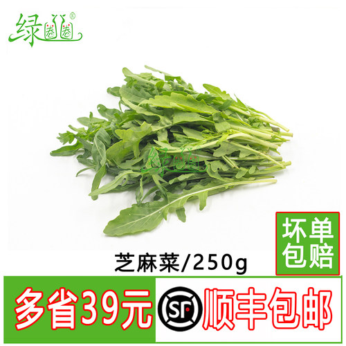 新鲜芝麻菜新鲜蔬菜火箭菜沙拉菜