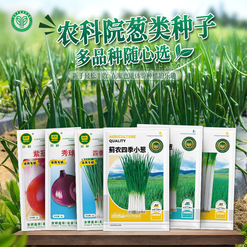 农科院洋葱种子章丘大葱小香葱圆葱紫红皮葱头皮牙子高产蔬菜籽孑