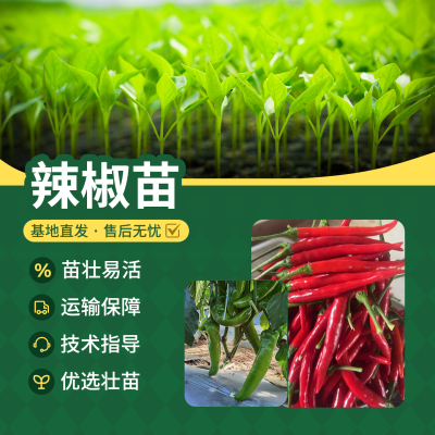 农科院辣椒苗樟树港辣椒苗小米辣螺丝椒朝天椒甜椒地栽盆栽蔬菜苗