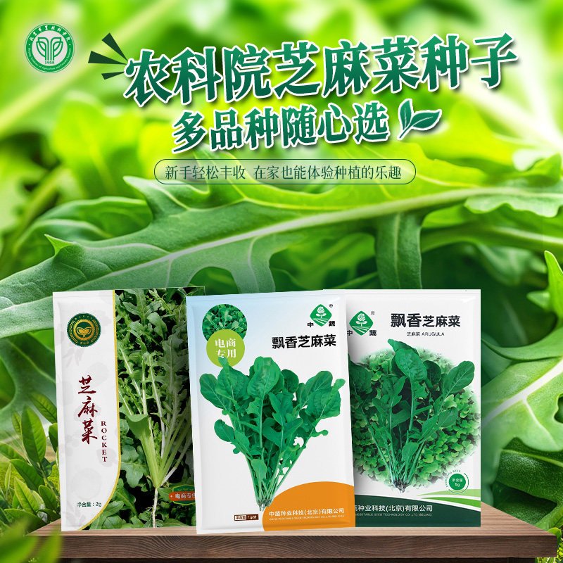 北京农科院芝麻菜种子臭菜火箭菜图片
