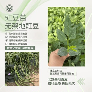 农科院长豇豆苗春耕节蔬菜苗壮家庭阳台小菜园易种豆角苗