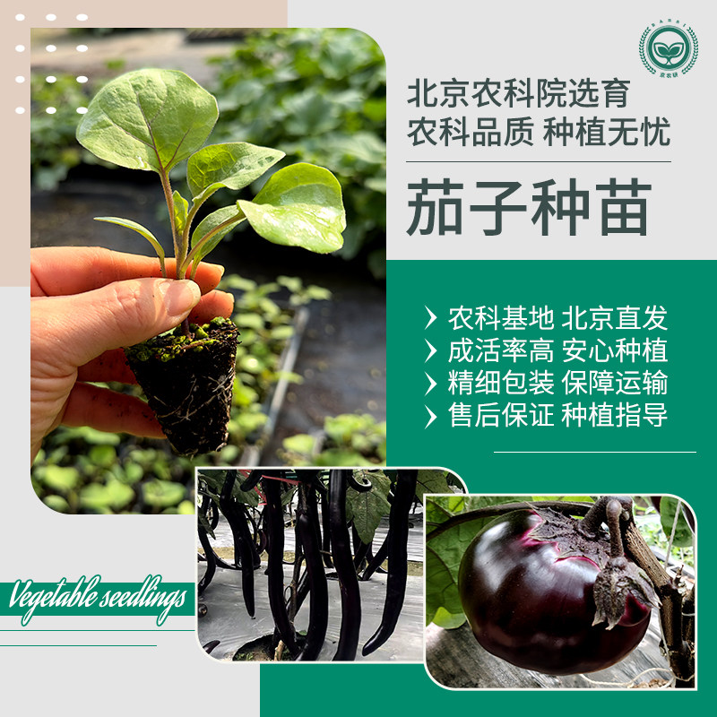 农科院茄子苗紫长茄黑圆茄烧烤茄线茄罐茄面包茄阳台盆栽蔬菜秧苗