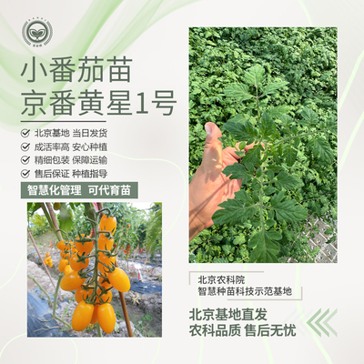 农科院番茄苗带盆盆栽