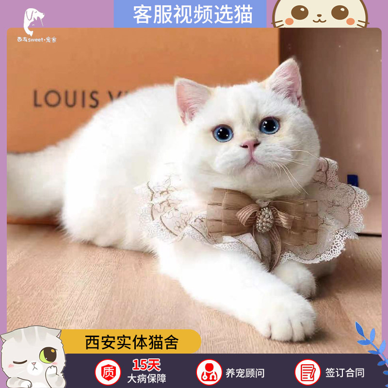 西安sweet猫舍纯种英国短毛猫金点渐层蓝眼短腿矮脚宠物活体幼猫