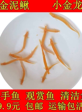 黄金泥鳅小金龙清洁鱼小精灵吃藻鳑鲏鱼小型观赏鱼冷水鱼好养易活