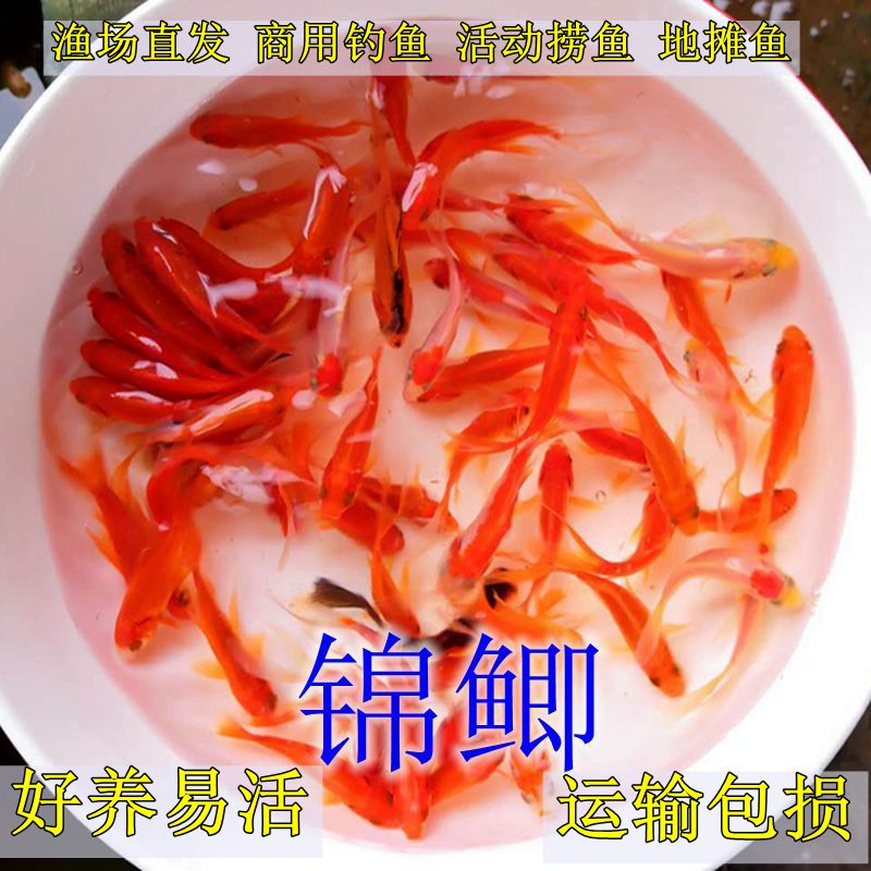 淡水小金鱼苗好养易活锦鲫草金金鱼包邮鱼缸观赏鱼批发专拍链接