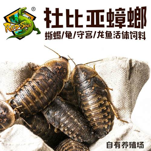 杜比亚蟑螂活虫食物豹纹守宫变色