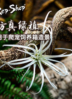 爬虫爬宠饲养箱造景高仿真假植物雨林陆龟蜥蜴变色龙沙漠装饰绿植