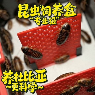 杜比亚饲养盒爬宠活体饲料面包虫蟋蟀防逃饲养箱昆虫樱桃蟑螂养殖