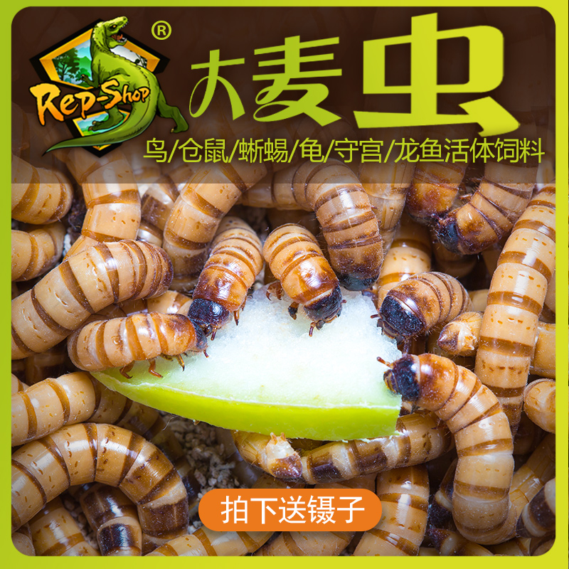 超级守宫蜘蛛仓鼠八哥鸟大麦虫