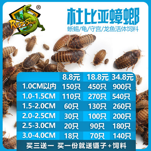 杜比亚蟑螂守宫鬃狮活体食物龙鱼