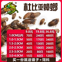 Антариновая ящерица охраняет дворец Dubia Tockurach Live Feed Feed