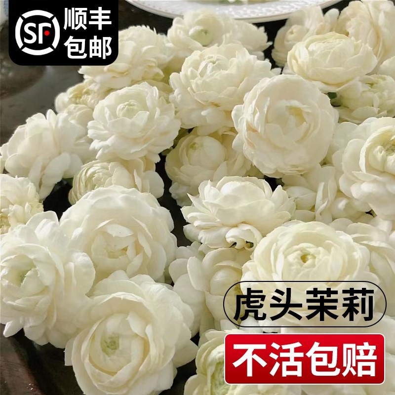 虎头茉莉花盆栽重瓣花苗老桩花卉植物室内花阳台四季开花好养绿植