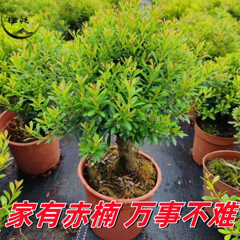 小叶赤楠老桩盆景花卉植物四季常青陶瓷盆室内好养客厅办公室造型