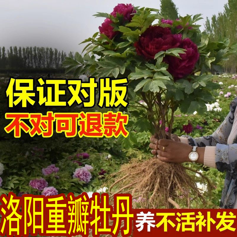 牡丹花树苗盆栽带花苞四季洛阳鲜花大苗室外盆栽重瓣观赏树苗花卉 鲜花速递/花卉仿真/绿植园艺 红掌/凤梨/温室花卉 原图主图