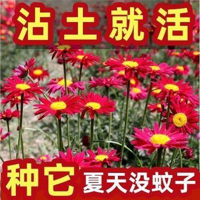 【驱蚊花种子】夏季除虫菊