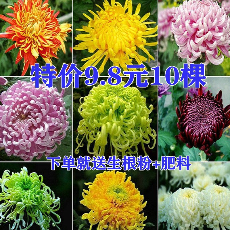 大菊花苗9.8元10棵四季开花食用菊花盆栽室内外阳台庭院观花植物