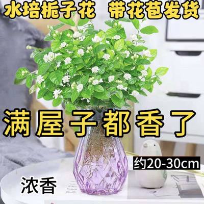 【带花苞】浓香型水培茉莉