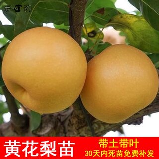 黄花梨树苗翠冠梨沙梨甜脆梨子嫁接苗南北方种植雪李果苗盆栽地栽