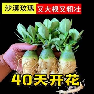 开花绿植好养活 重瓣沙漠玫瑰大肚子花盆栽多色多肉植物阳台四季