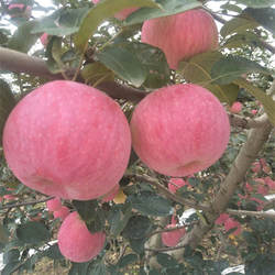 山东威海乳山红富士苹果新鲜5斤水果当季脆甜多汁冰糖心果园直发