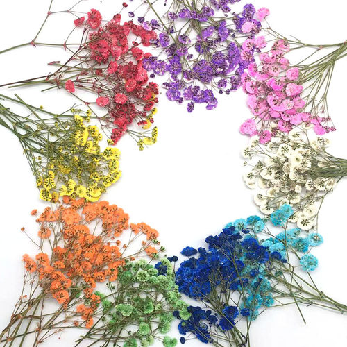 满天星干花压花 大量植物标本diy手工书签押花材料包干花压花