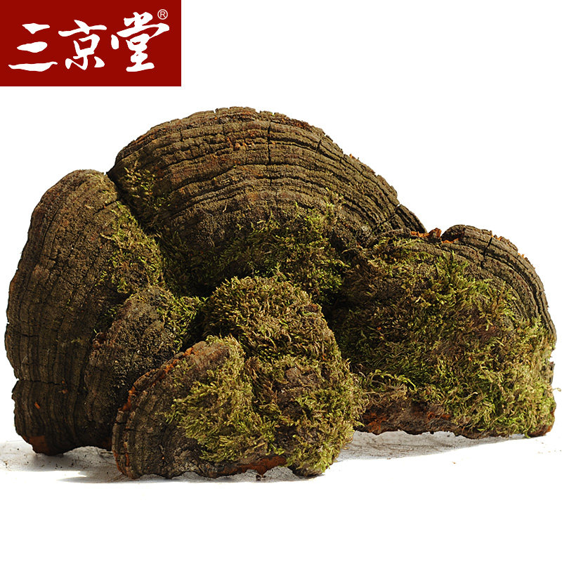 买3送1三京堂松针层孔菌长白山灵芝松树桑黄松木孔菌500g