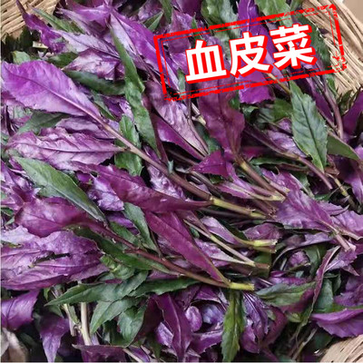 血皮菜新鲜紫背菜四川时令蔬菜