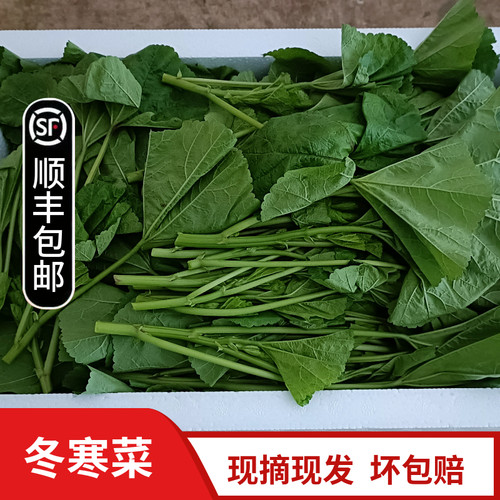 四川冬寒菜现摘农家自种时令蔬菜