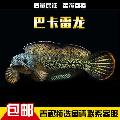 祥霖水族大型肉食观赏鱼巴卡雷龙鳢科风水鱼梦幻雷龙鱼淡水鱼包邮 虎窝淘