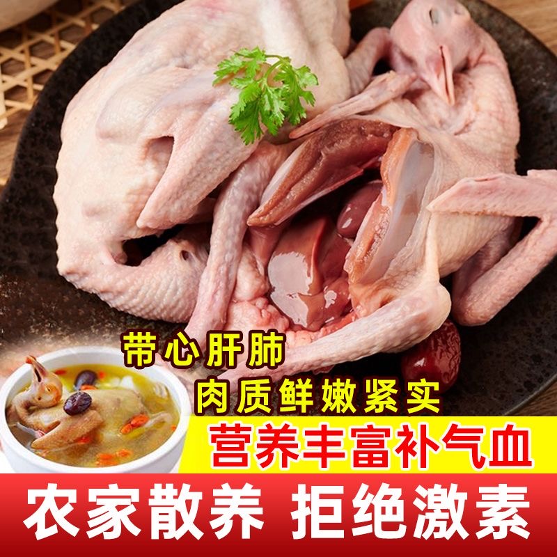 新鲜鸽子肉乳鸽生鲜农家散养土鸽子活体现杀商用批发满4只包邮