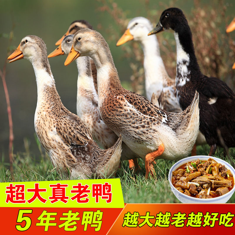 真老鸭骨头硬送炖料包