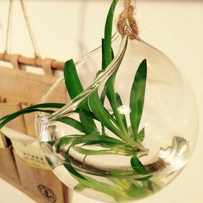创意水培玻璃花瓶微景观绿萝