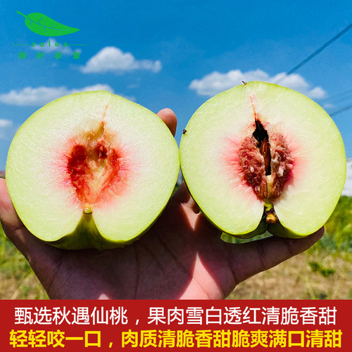 湖北新鲜现摘香甜桃子