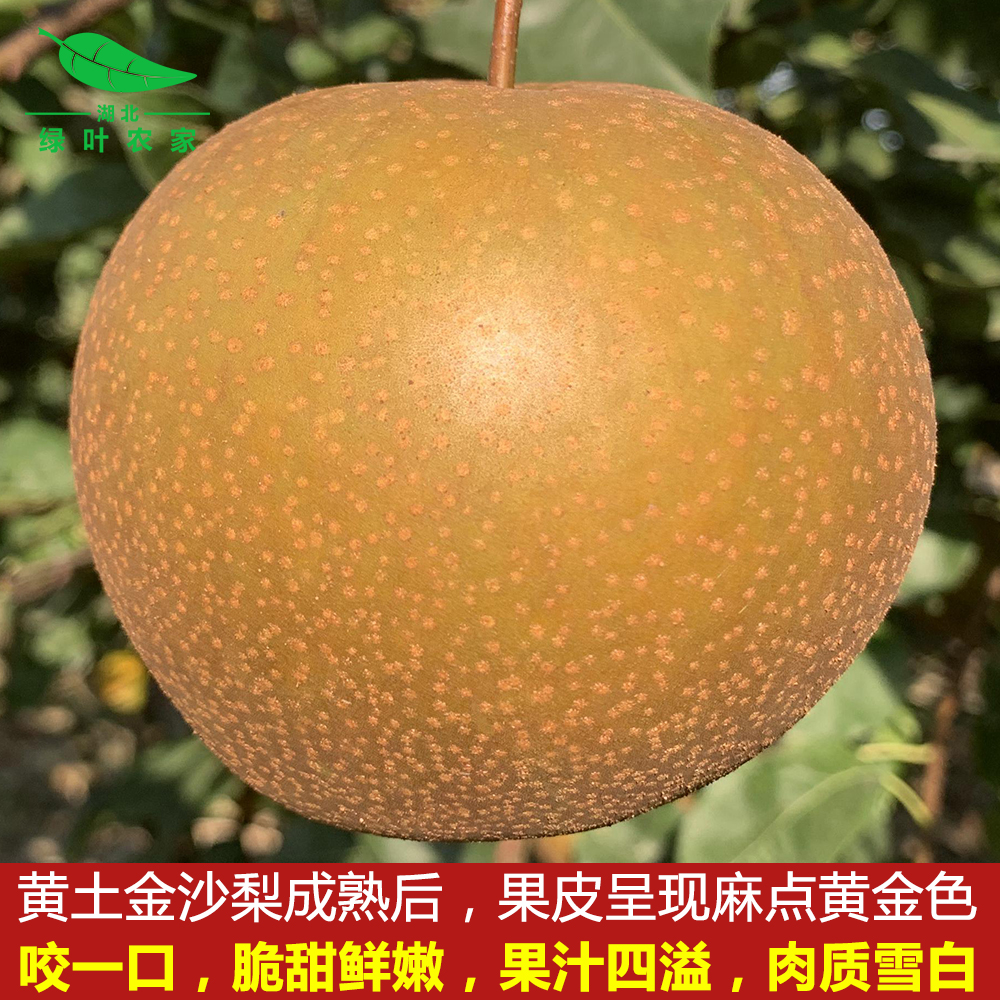 特级大果黄花梨脆甜麻皮土沙梨子砂梨水果黄皮梨新鲜现摘雪梨5斤