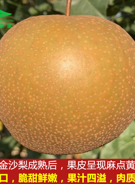 特级大果黄花梨脆甜麻皮土沙