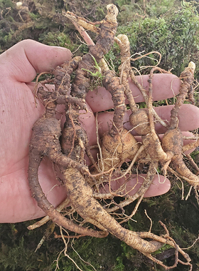 新鲜老池底子林下参残参长白山野山参残支籽货东北鲜人参残枝泡酒