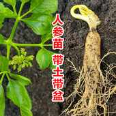人参活苗盆栽人参苗带土长白山人参苗子种植带盆种苗野山参幼苗