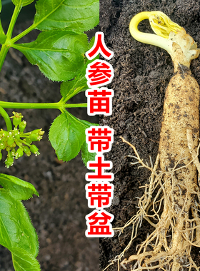 人参活苗盆栽人参苗带土长白山人参苗子种植带盆种苗野山参幼苗