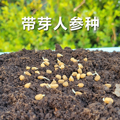 催芽人参种子正宗长白山家种人参盆栽野山参种籽中药材种植人参苗