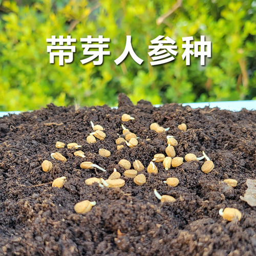 催芽人参种子正宗长白山家种人参盆栽野山参种籽中药材种植人参苗