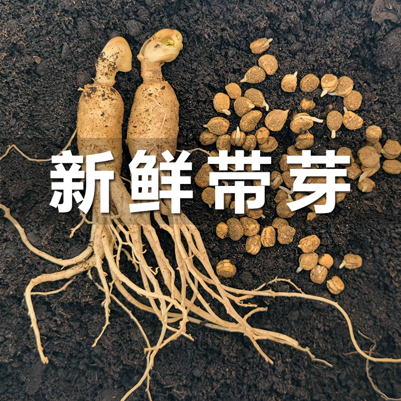 长白山人参种子催芽正宗人参籽庭院盆栽人参苗中药材种植发芽参籽