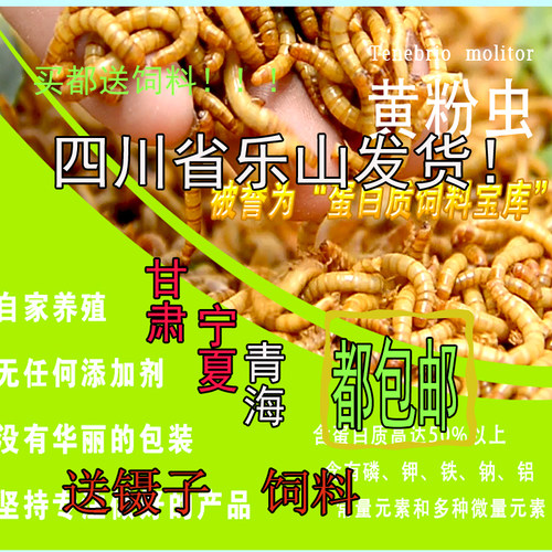 黄粉虫蛋白虫活虫促销
